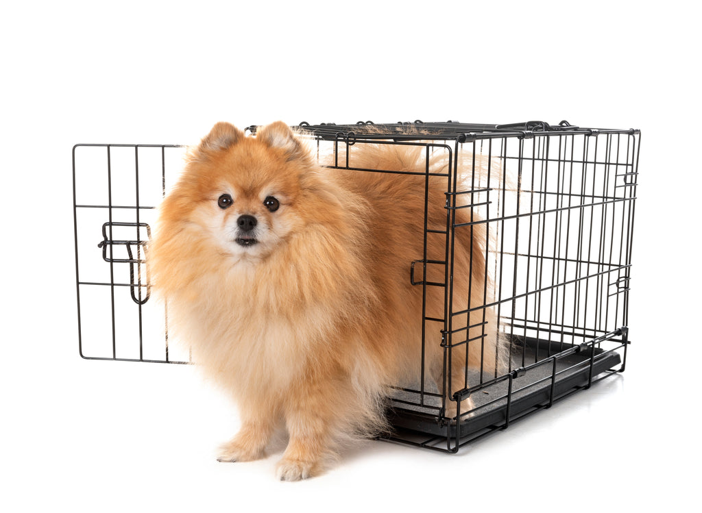 5 Reasons Why Your Furry Friend Deserves the Best Crate on the Market