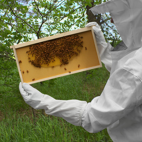 BEE-GLV-CTN-MED