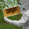 BEE-GLV-CTN-XL