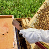 BEE-TOOL-HT28