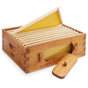 BEE-HIVE-WHM10Y