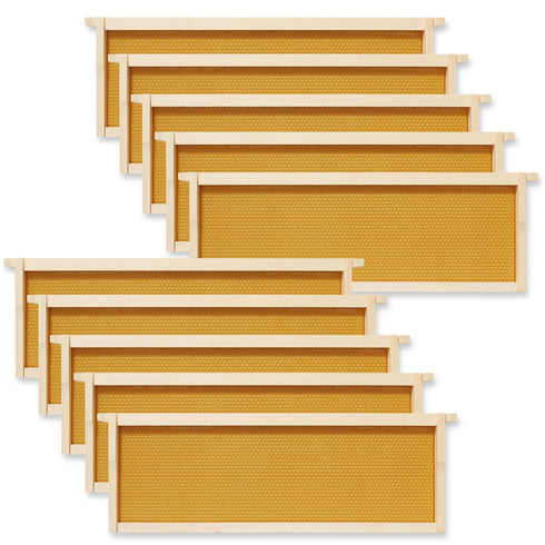 BEE-HIVE-WHM10Y