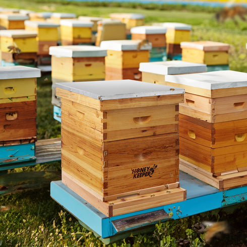 BEE-HIVE-BTM10