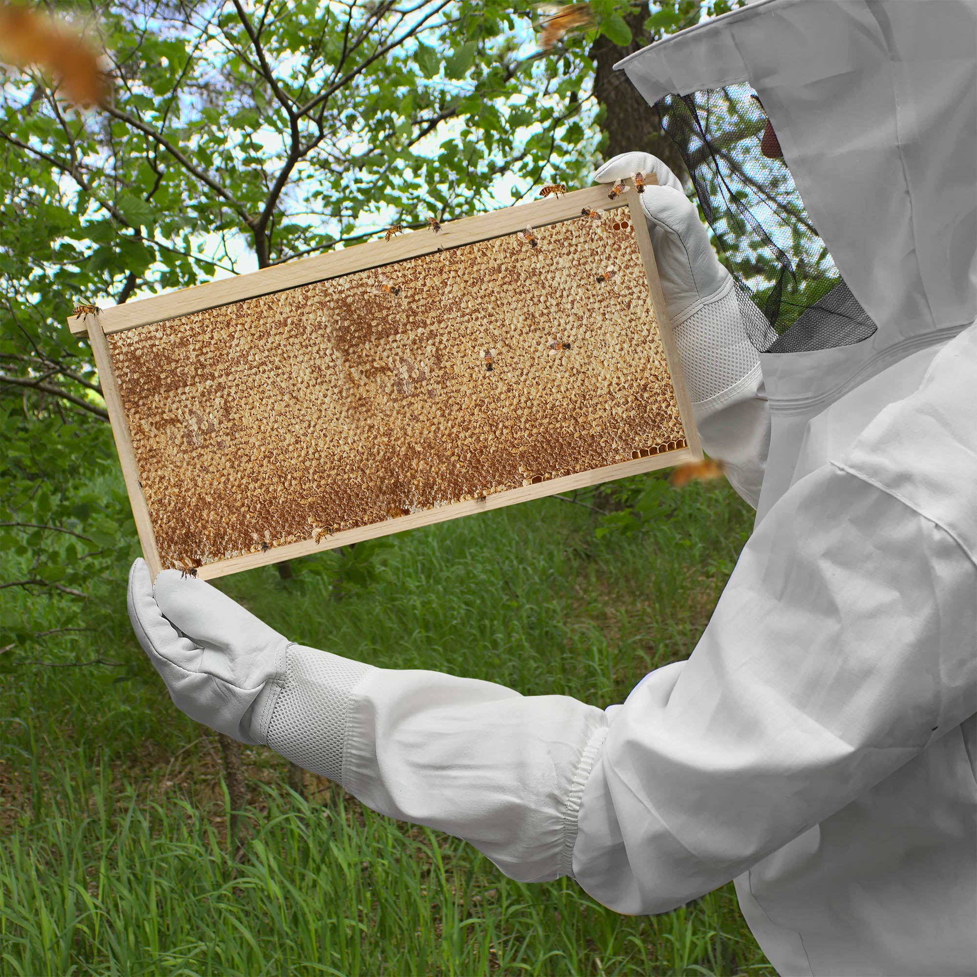 BEE-HIVE-FR1