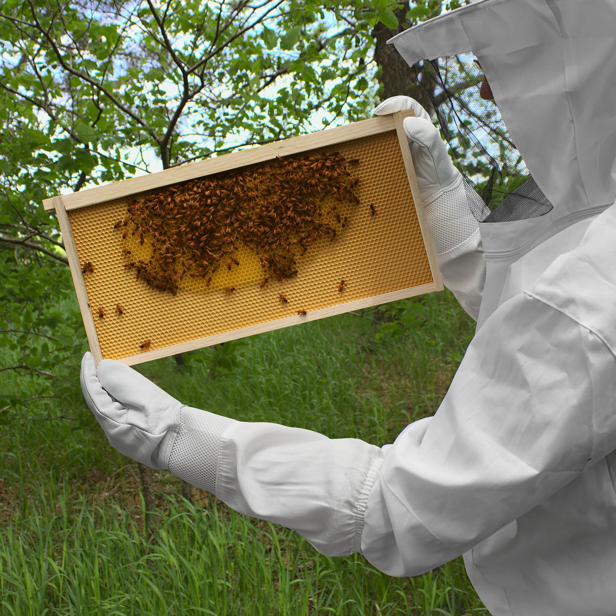 BEE-GLV-VNT-XL