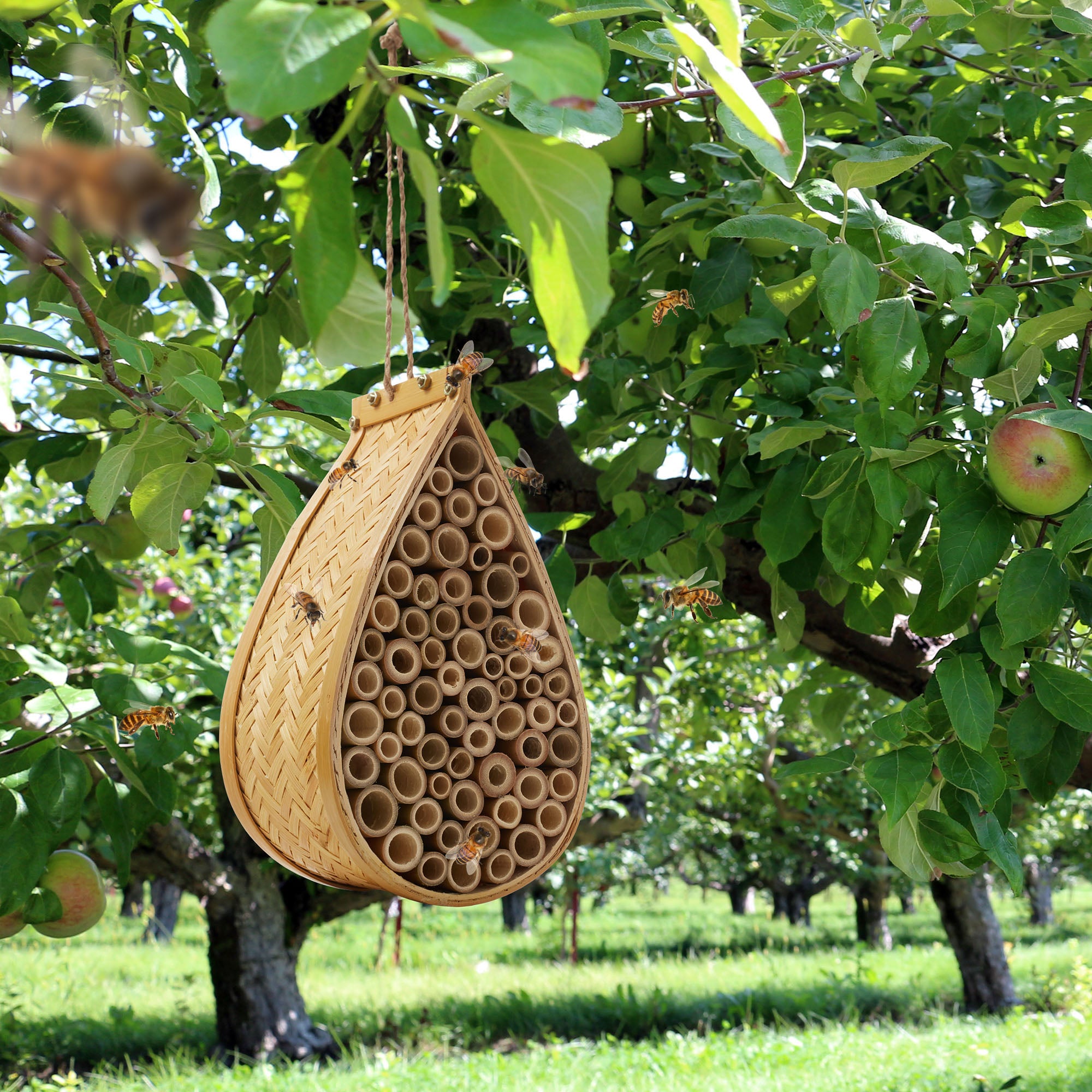 BEE-HIVE-TRDP1