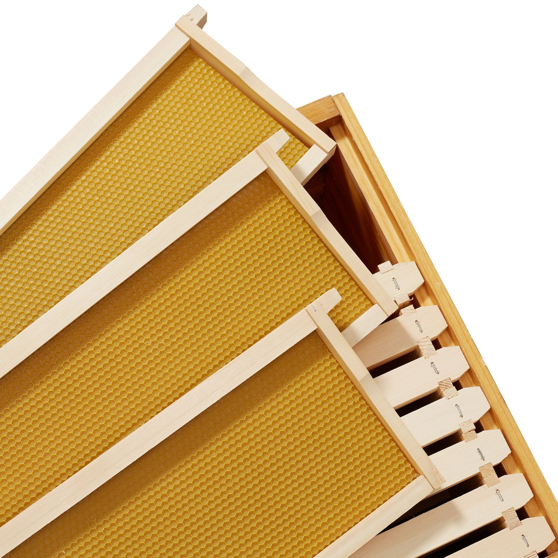 BEE-HIVE-WHM10Y