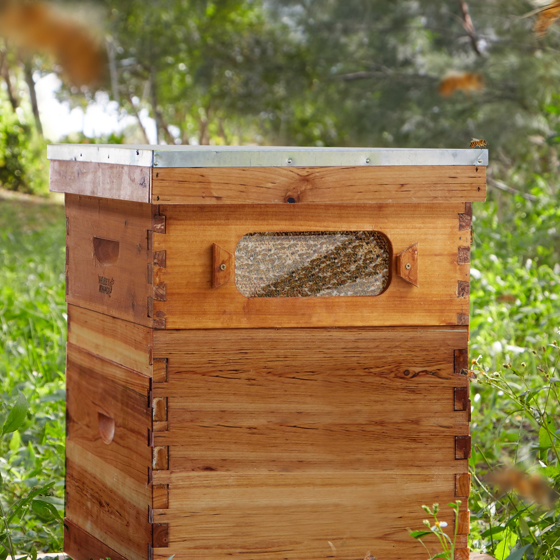 BEE-HIVE-WHM10Y