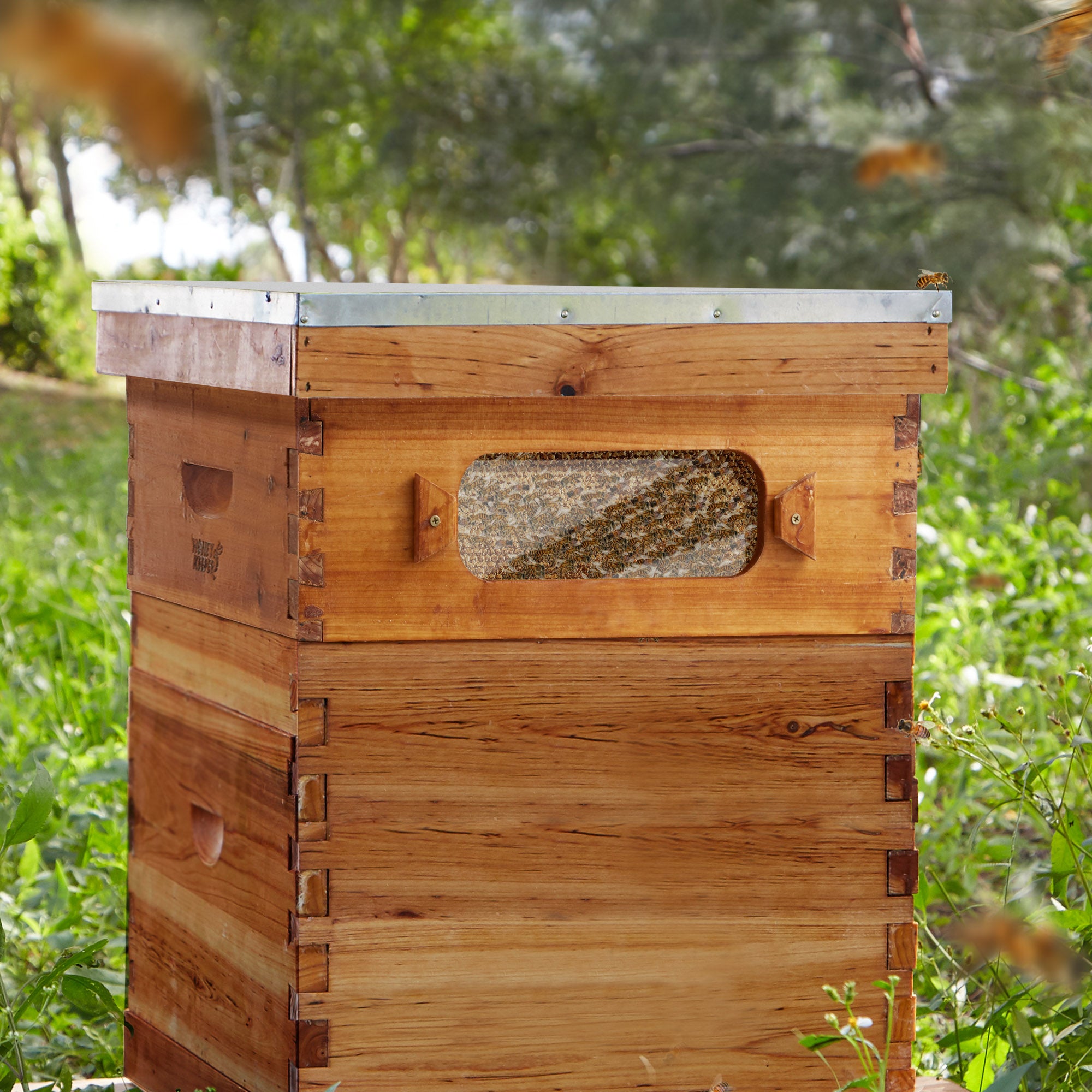 BEE-HIVE-WHM10Y